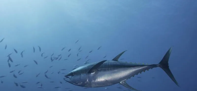 Sin consenso regional: las reglas de pesca del atún tropical en el Pacífico se mantendrán congeladas hasta 2028