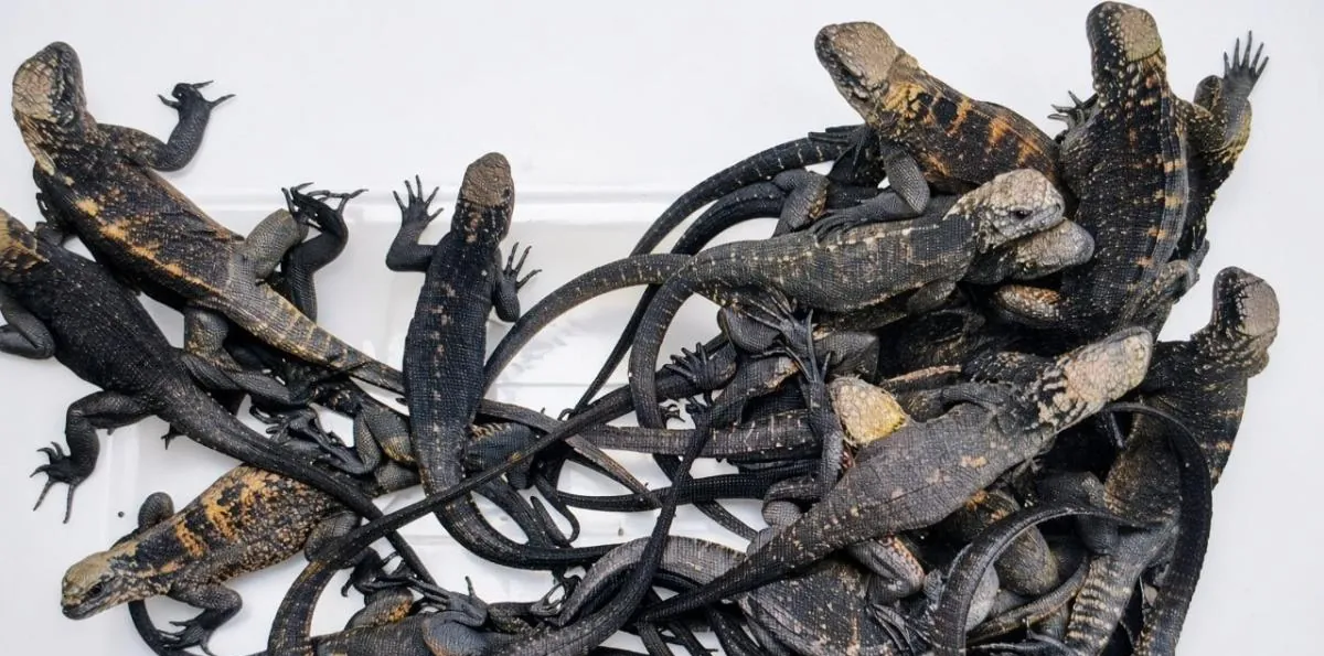 Detienen a una mujer extranjera que intentaba traficar 28 iguanas marinas desde el aeropuerto de Quito