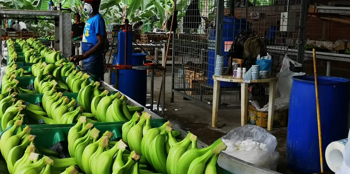 El banano ecuatoriano crece 5,5% hasta junio impulsado por Rusia, la UE y Cono Sur