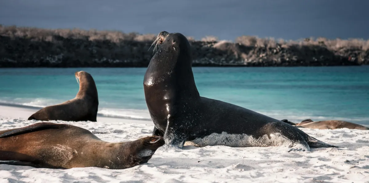 Galápagos cambia sus reglas de visita: estas son las nuevas normas para turistas