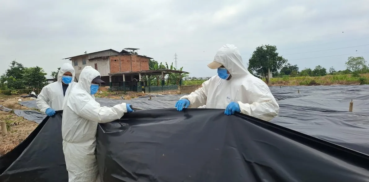 Agrocalidad realizó encarpado para evitar la dispersión del ‘Fusarium’ raza 4 en época invernal