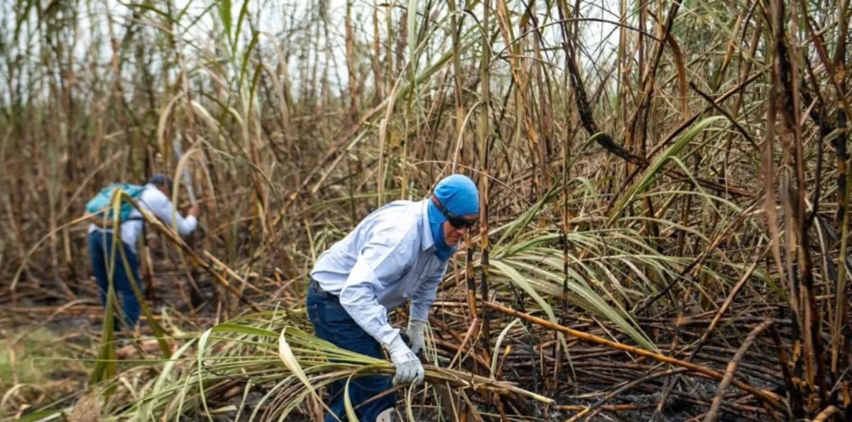 Agroazucar adelanta el cierre de la zafra 2026 por las fuertes lluvias
