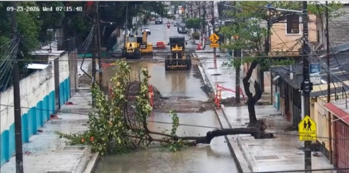 Caída de árbol, deslizamiento y congestión vehicular, efectos de la lluvia en Guayaquil