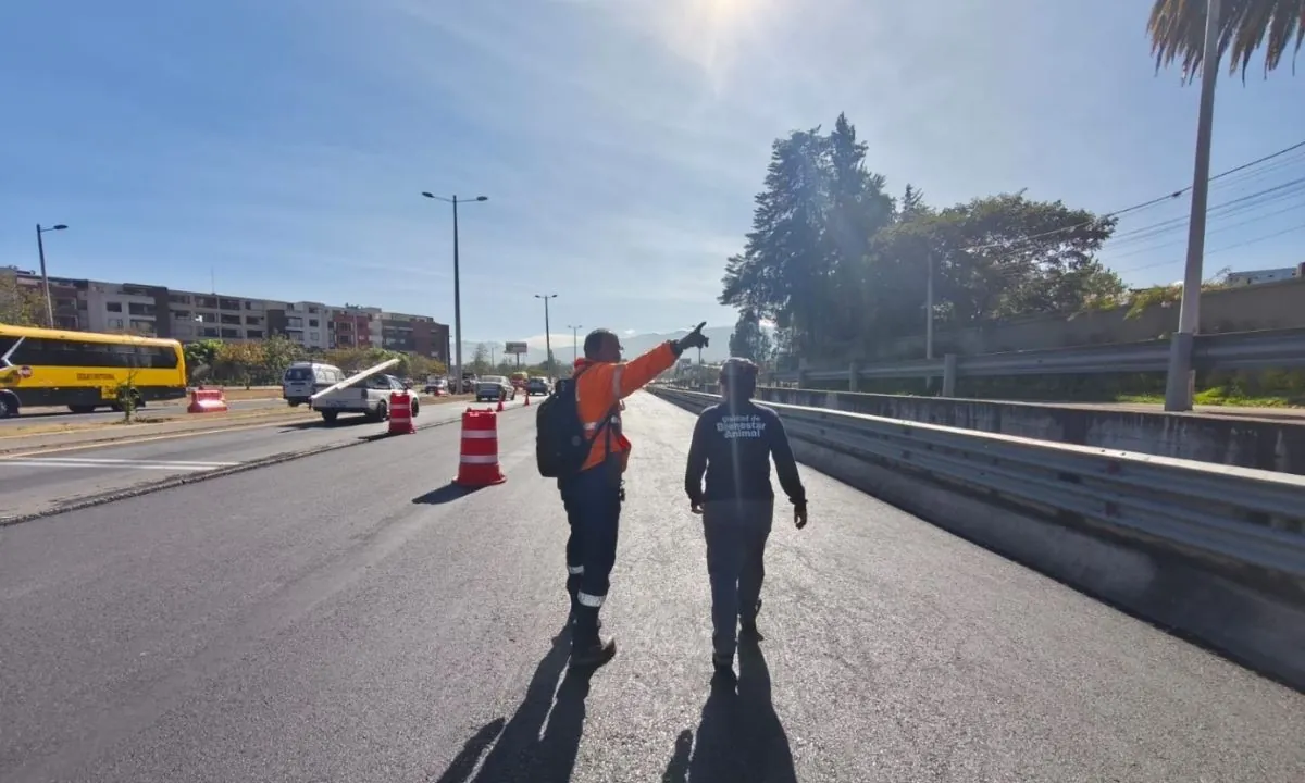UBA investiga cómo un perro terminó con brea durante trabajos en la Ruta Viva