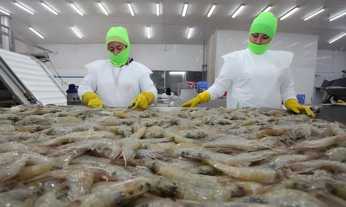 Camaroneros advierten pérdidas por cortes de luz en Ecuador de una semana