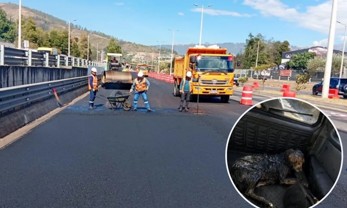 Indagan caso de un perro atrapado en brea en la Ruta Viva durante las obras