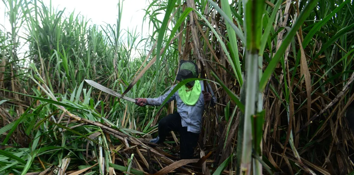Las lluvias obligan a ingenio San Carlos a detener la zafra de 2026