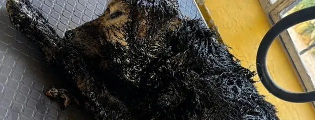 Perrito quedó atrapado en brea caliente durante trabajos en la Ruta Viva: Municipio dice que maquinaria no era suya