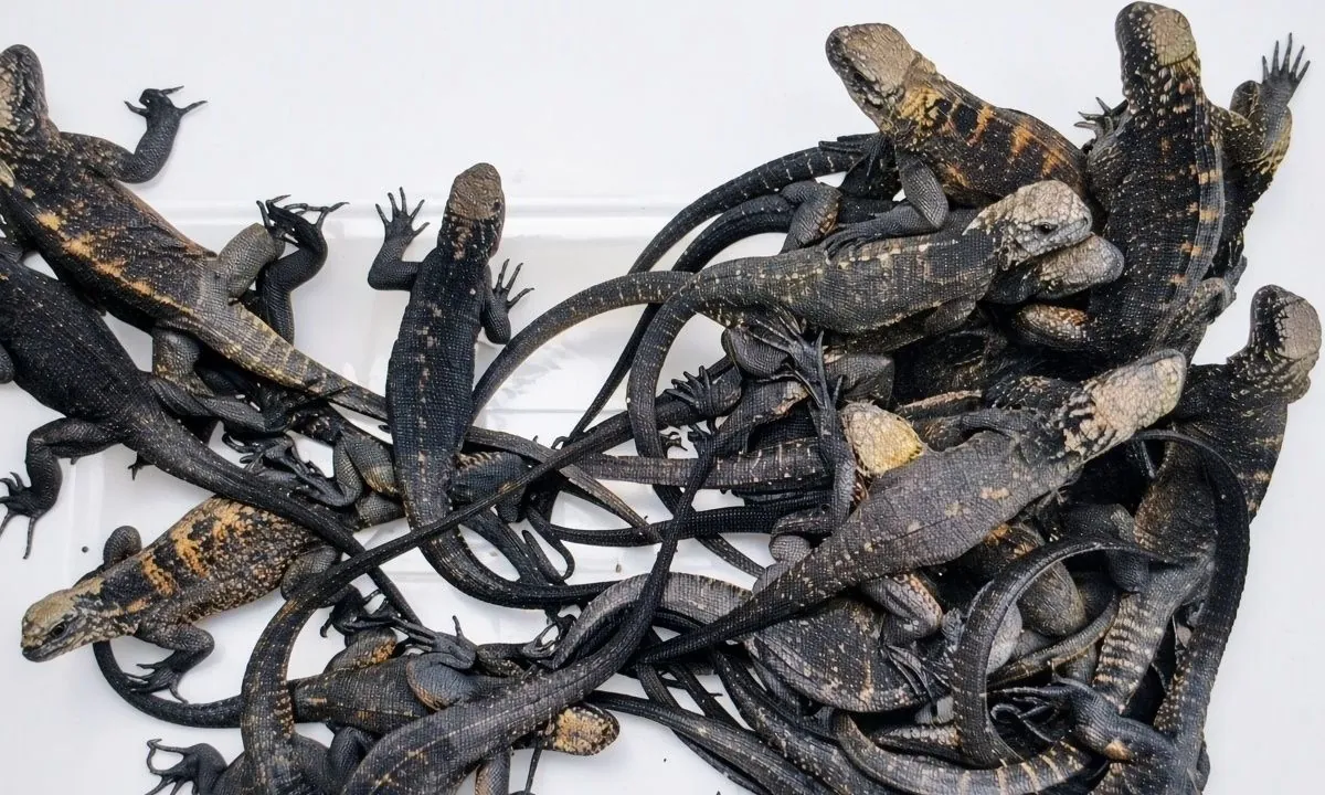 Extranjera que fue detenida con 32 iguanas no registra ingreso a Galápagos