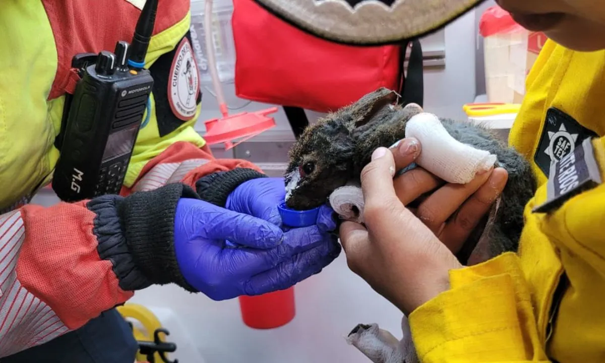 Incendios forestales en Quito afectan zonas de fauna silvestre