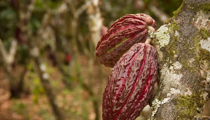 Suspensión eléctrica altera la producción de chocolates en Ecuador, según Anecacao