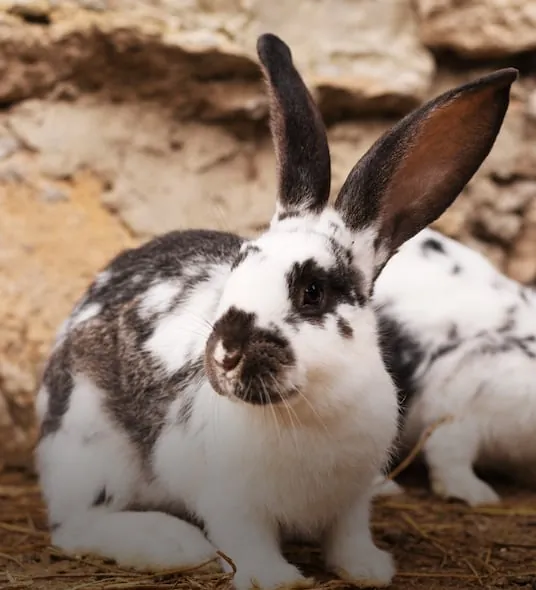 Ecuador reactiva la venta de conejos en ferias tras controlar brote de enfermedad hemorrágica