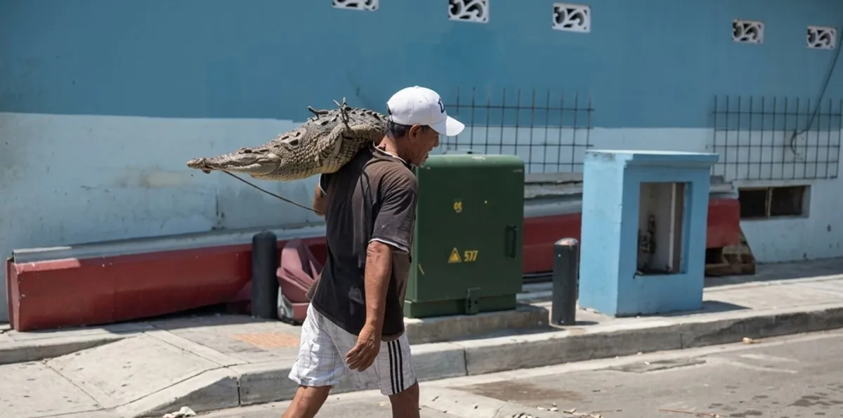 Hombre lleva un cocodrilo sobre sus hombros en Guayaquil; piden investigar el caso