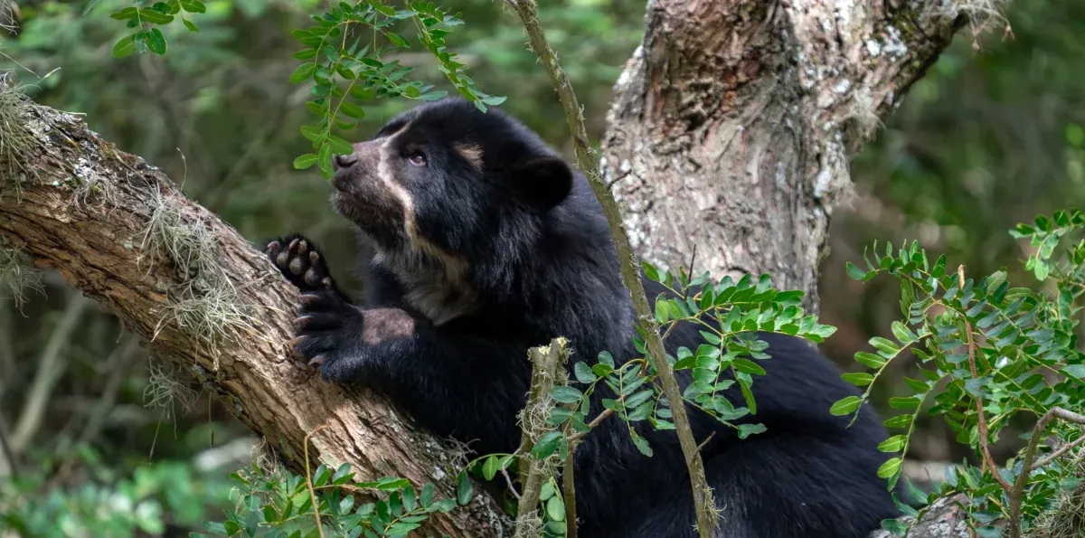 Wiwa Quito busca a la madre de dos oseznos de oso andino hallados en Papallacta