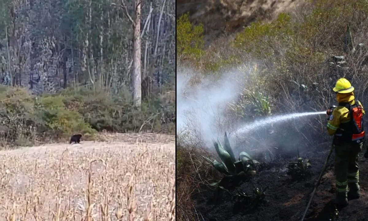 Oso de anteojos fue visto en zona del incendio del Casitagua que afecta al menos 100 hectáreas