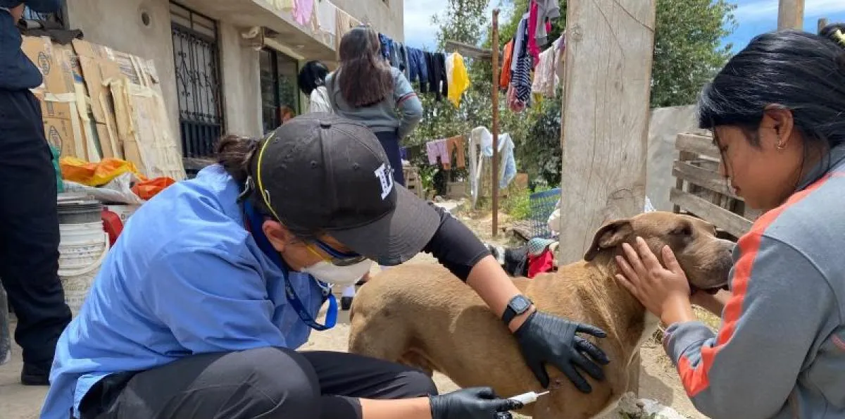 Incendios forestales en Quito: 278 animales afectados recibieron atención veterinaria