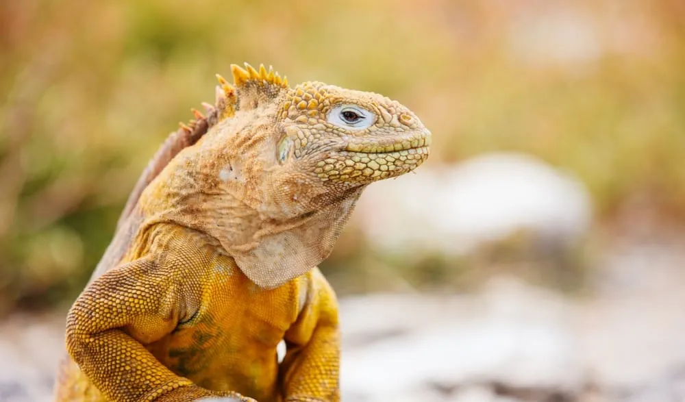 Iguana terrestre fue hallada en la isla San Cristóbal, en Galápagos