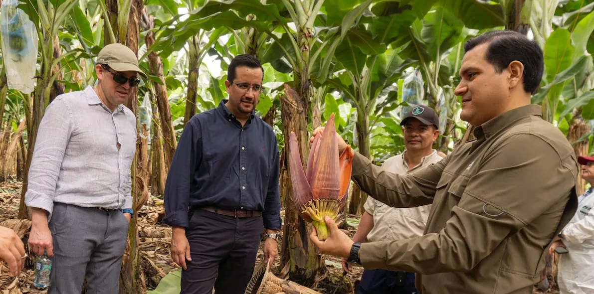 El FMI realizó visita técnica al sector bananero ecuatoriano para evaluar su impacto económico, social y los retos de competitividad