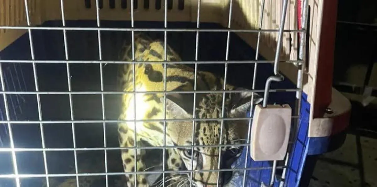 Rescatan 13 animales silvestres, entre ellos un ocelote y un caimán, en Manabí