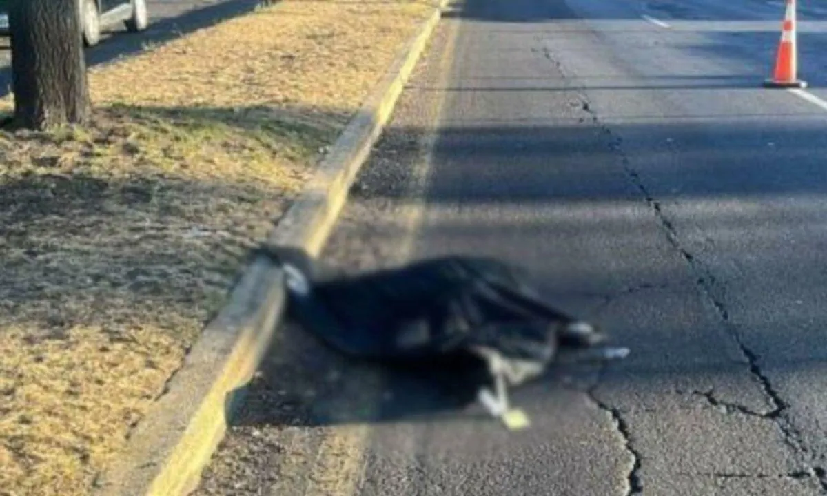 La Policía da nuevos detalles sobre el cuerpo decapitado hallado en la av. Simón Bolívar de Quito