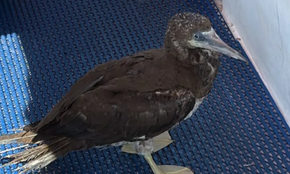 Piquero pardo, una especie poco habitual en Galápagos, fue rescatado en muelle turístico