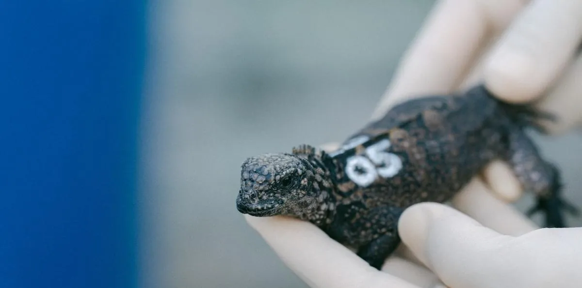 24 iguanas marinas decomisadas en Quito regresan a Galápagos, pero aún no serán liberadas